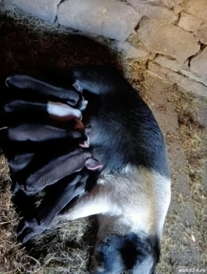 De vânzare Scroafă cu 6 purceii 