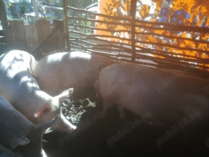 Vând porci marele alb - imagine 2