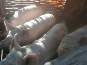 Vând porci marele alb - imagine 3