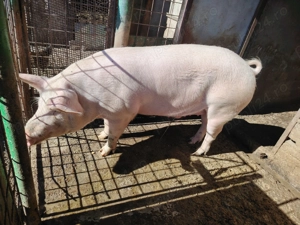 Vând porc pentru tăiat! - imagine 4 Vând porc pentru tăiat! - imagine 4