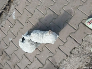 cățeluși  bichon  - imagine 5
