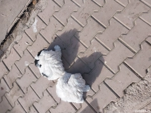 cățeluși  bichon  - imagine 2