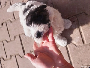 cățeluși  bichon 