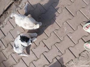 cățeluși  bichon  - imagine 4