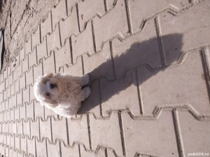 cățeluși  bichon  - imagine 3