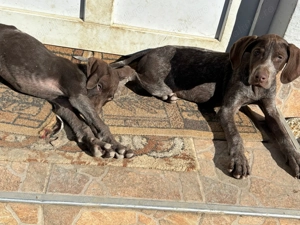 Cățeluși Brac German - imagine 3 Cățeluși Brac German - imagine 3