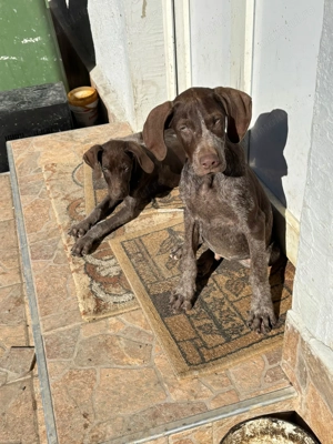 Cățeluși Brac German - imagine 2 Cățeluși Brac German - imagine 2