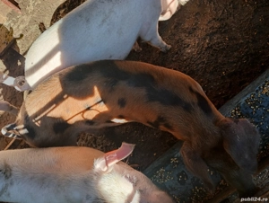 vând purcei  - imagine 2