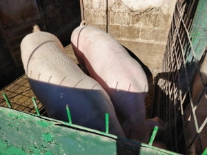 Vând porc pentru taiat - imagine 2