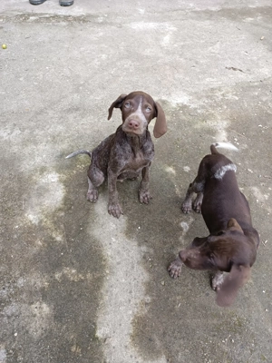 Cățeluși Brac German - imagine 4 Cățeluși Brac German - imagine 4