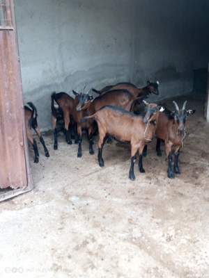 vand alpine franceze