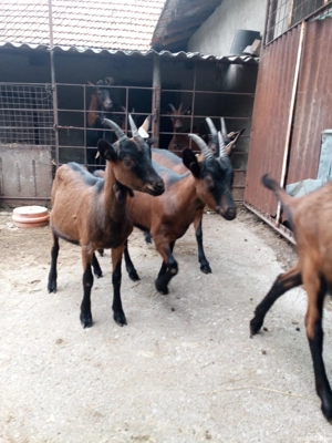 vand alpine franceze - imagine 2 vand alpine franceze - imagine 2