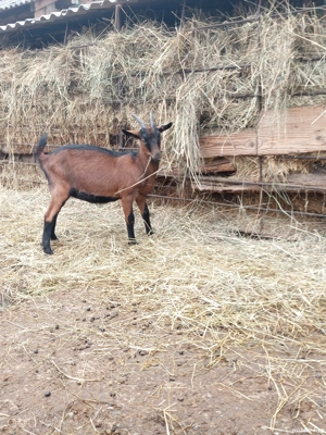 vand alpine franceze - imagine 3 vand alpine franceze - imagine 3