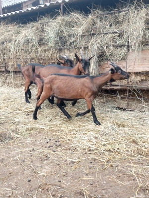 vand alpine franceze - imagine 4 vand alpine franceze - imagine 4