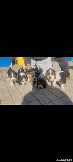 Catei beagle - imagine 4 Catei beagle - imagine 4