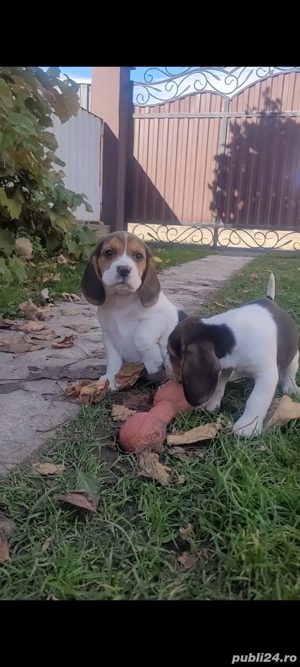 Catei beagle - imagine 5 Catei beagle - imagine 5
