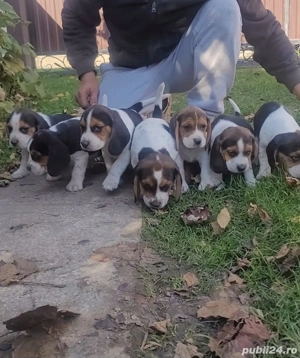 Catei beagle - imagine 2 Catei beagle - imagine 2