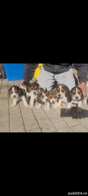 Catei beagle - imagine 3 Catei beagle - imagine 3