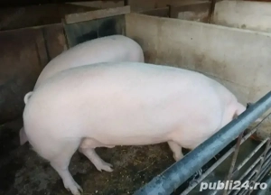 Porci de vânzare