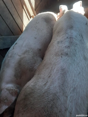 porci de vânzare gata de tăiat - imagine 5