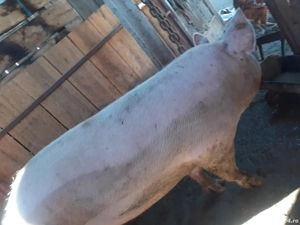 porci de vânzare gata de tăiat - imagine 3
