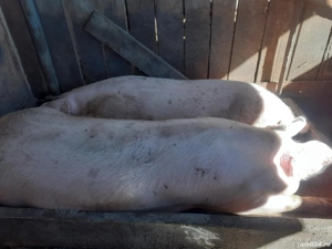 porci de vânzare gata de tăiat