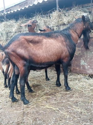 vand tap alpin francez