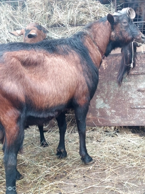 vand tap alpin francez - imagine 2