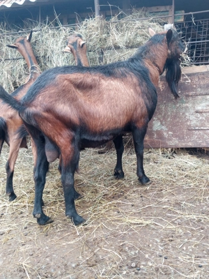 vand tap alpin francez - imagine 3