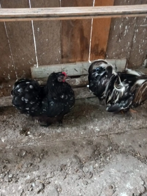 Cochinchina pitic  inelati 