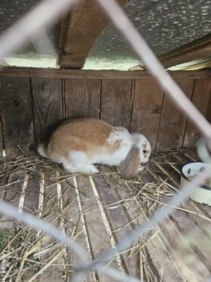 Iepure Berbec German - imagine 2 Iepure Berbec German - imagine 2