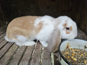 Iepure Berbec German - imagine 4 Iepure Berbec German - imagine 4