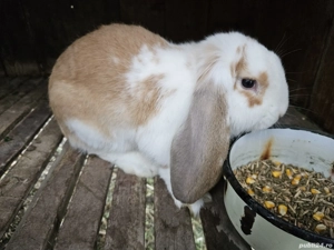 Iepure Berbec German - imagine 3 Iepure Berbec German - imagine 3