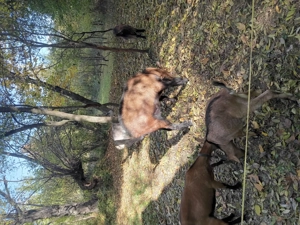 Vând capre și tapi alpine sau schimb cu vitea