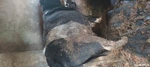 vand taurasi - imagine 5 vand taurasi - imagine 5