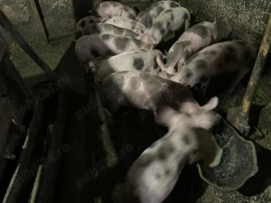 Vand porci duroc cu petrean, 10 săptămâni 