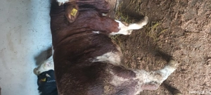 vand taurasi - imagine 2 vand taurasi - imagine 2