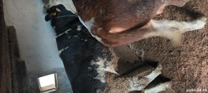 vand taurasi - imagine 4 vand taurasi - imagine 4