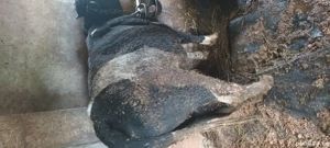 vand taurasi - imagine 3 vand taurasi - imagine 3