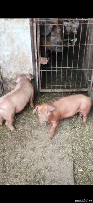 vand ce se vede in poza 