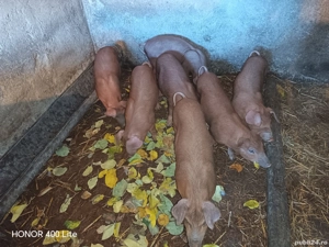 Purcei de vânzare - imagine 4 Purcei de vânzare - imagine 4