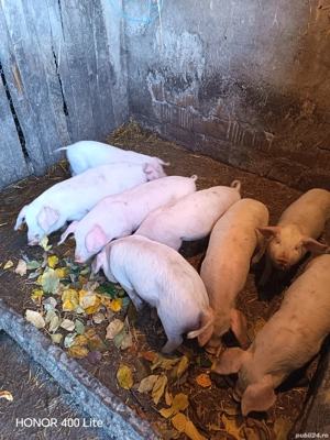 Purcei de vânzare - imagine 5 Purcei de vânzare - imagine 5