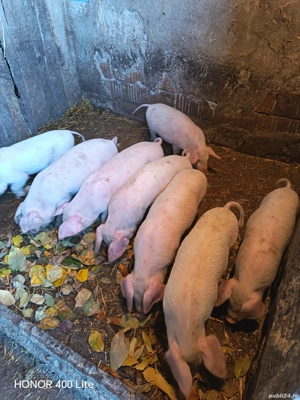 Purcei de vânzare - imagine 3 Purcei de vânzare - imagine 3