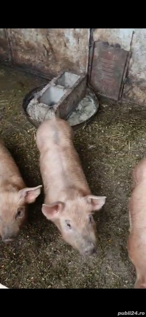 vand ce se vede in poza  - imagine 2