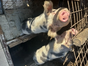 Vând un porc la alegere dintre cei 2 . - imagine 2
