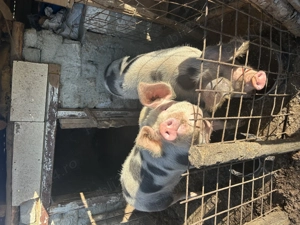 Vând un porc la alegere dintre cei 2 . - imagine 3