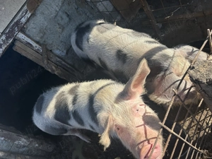 Vând un porc la alegere dintre cei 2 .