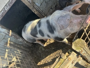 Vând un porc la alegere dintre cei 2 . - imagine 4