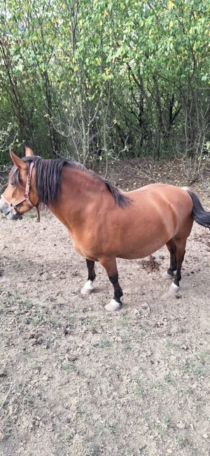 Vând iapă! - imagine 4