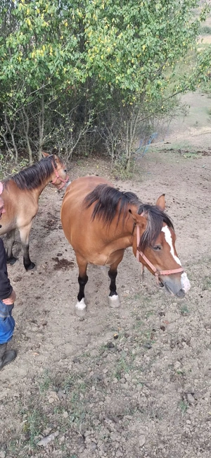 Vând iapă! - imagine 2